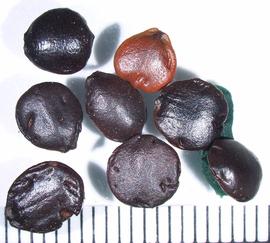   Seeds:   Ziziphus mauritiana ; Photo by A. Margina, USDA APHIS PPQ, imageID.idtools.org
